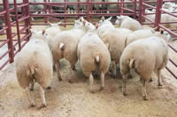 First prize Beltex (1)